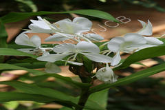Hedychium coronarium